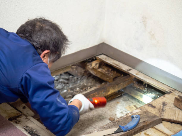 Best Emergency Mold Removal  in Eagle Lake, WI