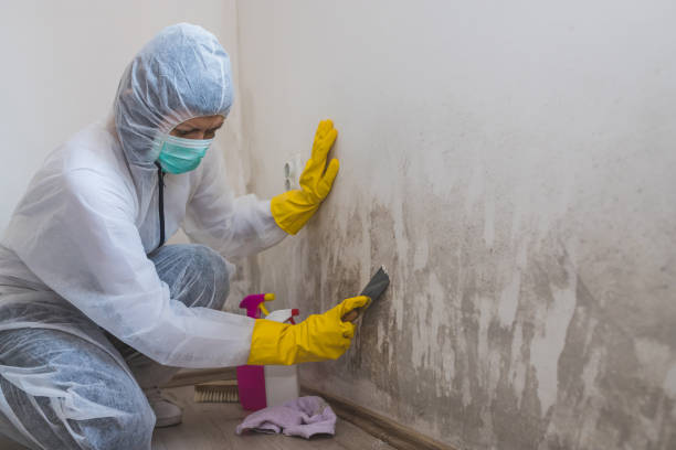Crawl Space Mold Removal in Eagle Lake, WI