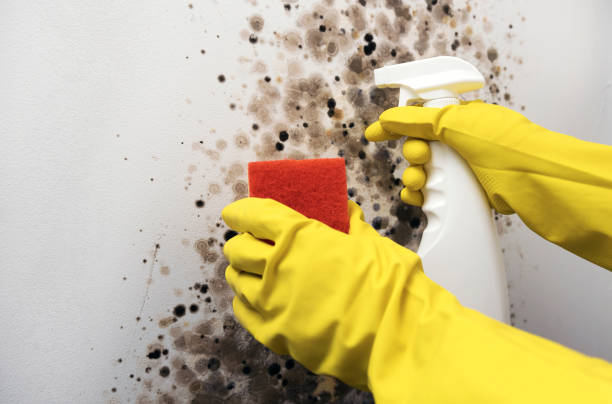 Best Attic Mold Removal  in Eagle Lake, WI