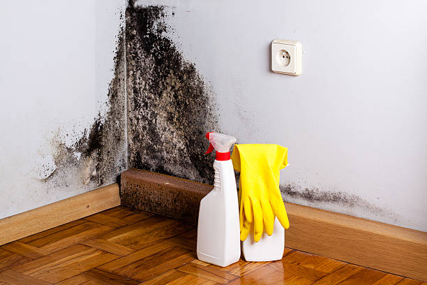 Best Professional Mold Removal  in Eagle Lake, WI