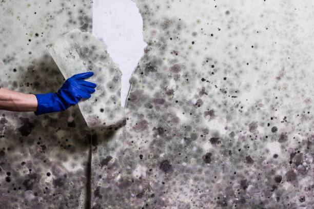 Best Certified Mold Removal  in Eagle Lake, WI