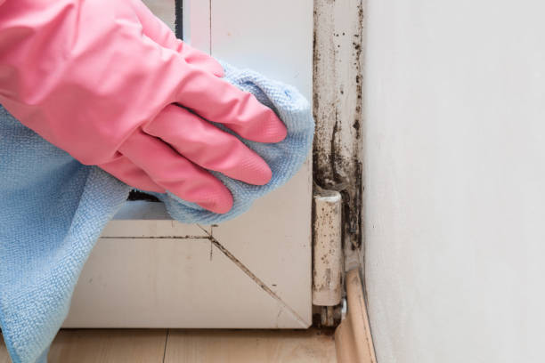 Best Crawl Space Mold Removal  in Eagle Lake, WI