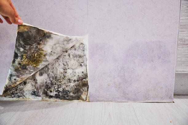 Best Local Mold Removal Service  in Eagle Lake, WI